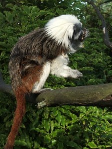 Cotton topped tamarin