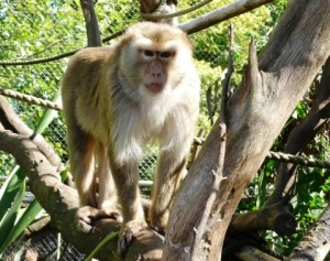 Carol, Pigtail Macaque