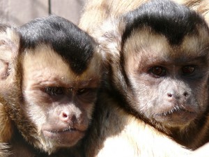 Cuddles in the sun George and Charlie