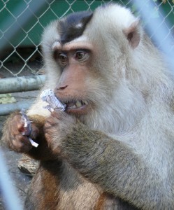 Dirk and enrichment parcel