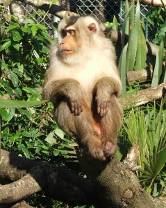 Dirk contemplating his new enclosure