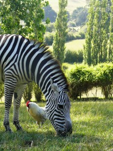 Maria and Rooster Jan 09