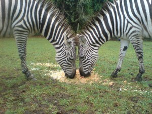 Zelda & Maria Dec2010