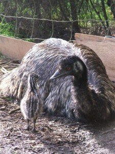 Alinga & Apari, Emu Emu