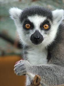 lemur in the sun