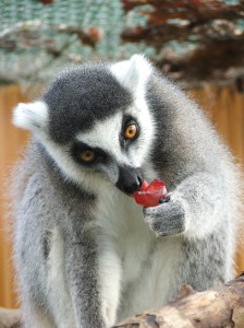 lemur enjoying a grape
