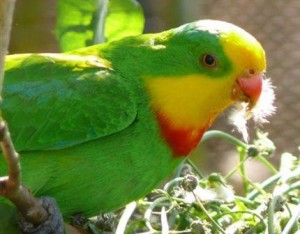 Barraband Parakeet