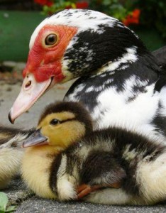 Muscovy duck with duckling