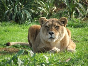 African lioness Ruby