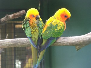 Sun Conures