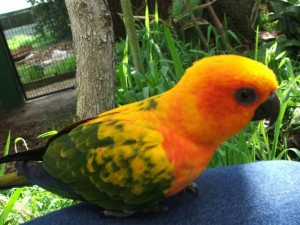 Sun Conure parrot