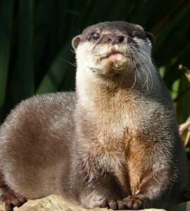 Small clawed asian otter