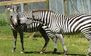 Zelda meets Maria Jan 2009