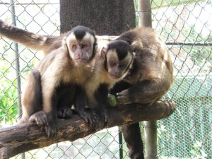 capuccins monkeys Capuchins