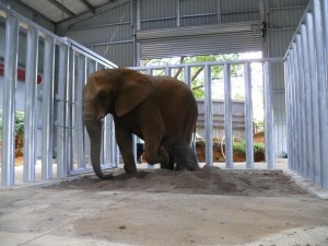 Mila first day in her new barn