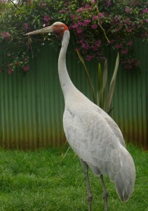 Brolga Bengarra 2 11 sept 10