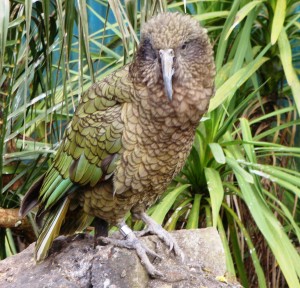 Kea