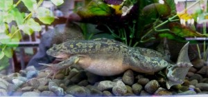 Xenopus African Clawed Frog