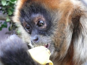 "Barda" Spider Monkey