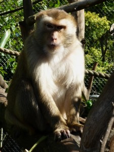"Carol" Pigtail Macaque
