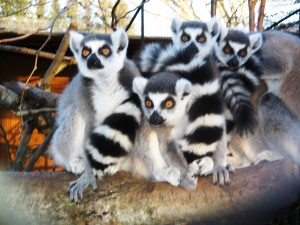 Ring tailed lemurs