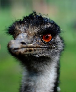 Emu's head