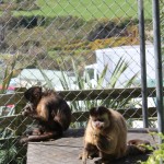 Capuchin integration