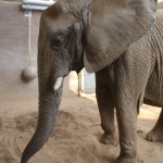 Mila in the sand Mila in the sand