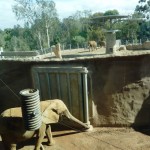 Mila in quarantine. Other elephants over the wall Mila in quarantine. Other elephants over the wall