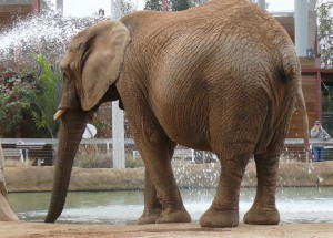 Mila drinks from the pool