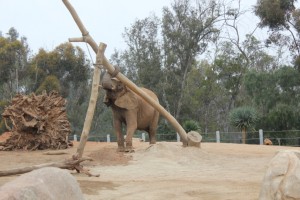 Mila having fun in yard one