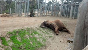 Mila lies down for a nap