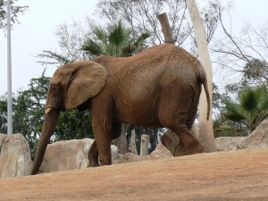 Mila trots around yard 1