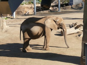 Mila finding her way in new habitat