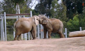 Mila & Mary Play Trunks over